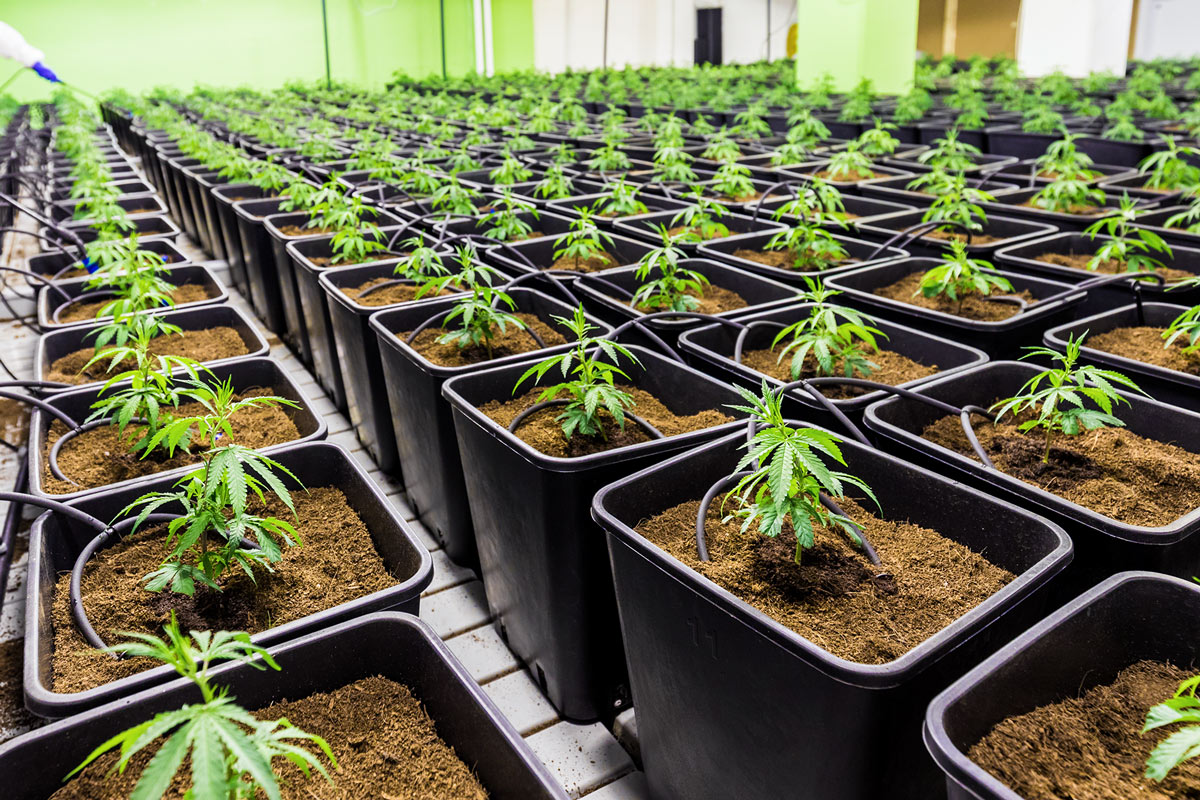 Rows of small cannabis plants in containers