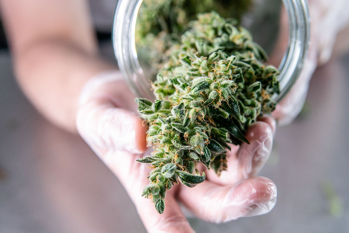 Hand holds cannabis buds stored in a glass jar